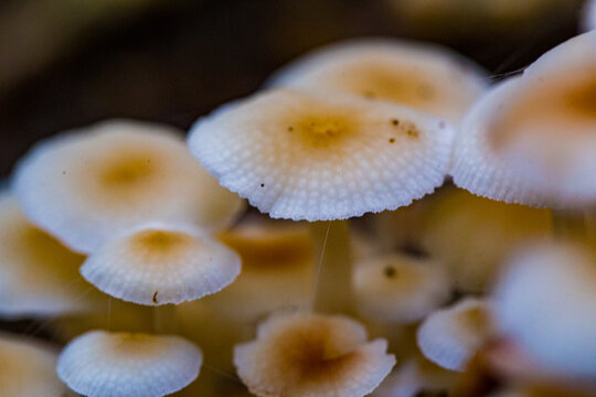 mushrooms on a tree