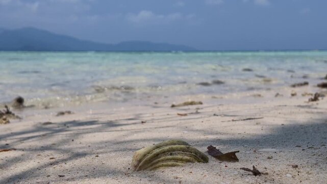 Natural seashell resting on pristine white sand beach of Cemara Kecil island, tropical coastline with turquoise sea and soft waves, serene summer atmosphere, perfect for travel or vacation backdrop