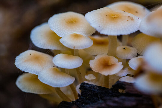 mushrooms in the forest