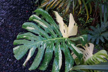 Large leaf with green and creamy white variegation. Leaf has deep, natural holes. Surrounding foliage adds lush, tropical atmosphere. Image highlights nature's striking beauty © jovinko