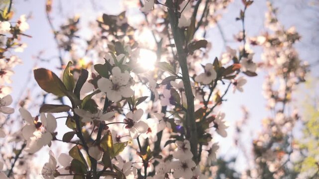 Cherry plum flowers sparkling in warm spring sun, camera moves upward along branches with white petals on soft sunbeams creating serene and ethereal atmosphere, backlit by sunburst