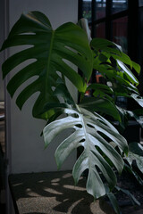 Large monstera leaves drape gracefully near a window. Sunlight highlights veins and deep green texture. Shadows cast soft patterns on the floor below © jovinko