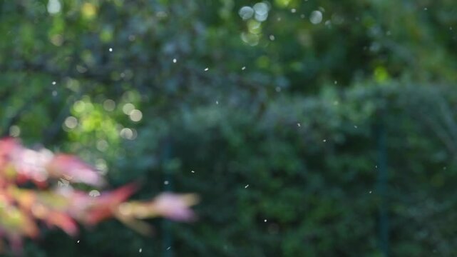 Blurred nature background. Small midges fly in the rays of light. Insects swarm in the rays of the setting sun. Mosquitoes. Beautiful nature