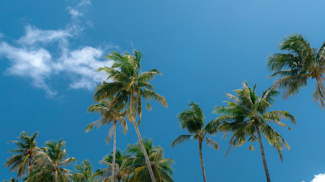 Green coconut palm trees against clear blue sky with light white clouds