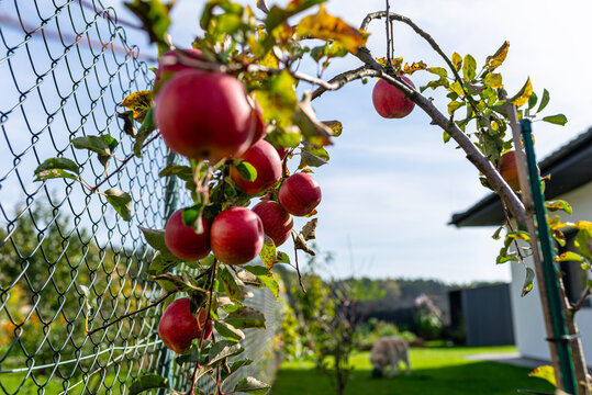 Red apples growing on young tree in autumn garden