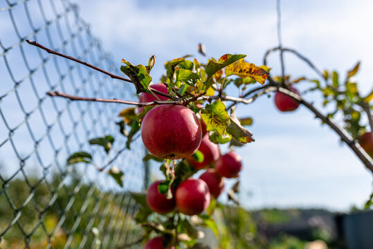 Red apples growing on young tree in autumn garden