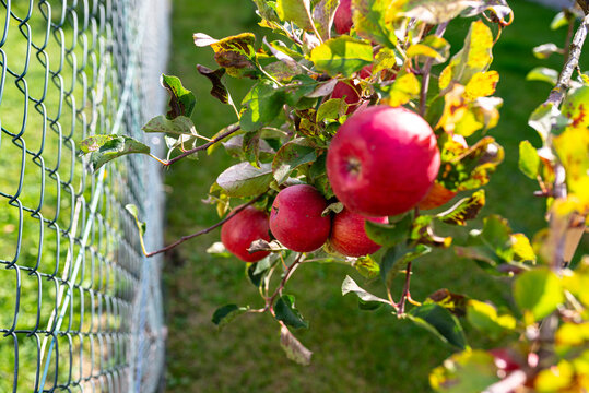 Red apples growing on young apple tree