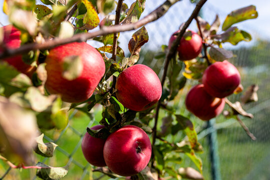 Red apples growing on apple tree branches in autumn garden