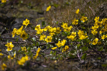 Fototapeta premium Yellow flowers of Caltha palustris. Close-up. Yakutia
