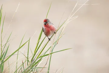A male redpoll perched on the grass. Close-up. © Shchipkova Elena