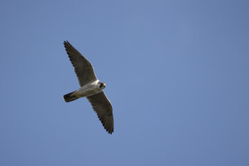 Obraz premium An adult peregrine falcon flies in the blue sky.