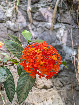 Beautiful orange Ixora flowers in the flower garden.