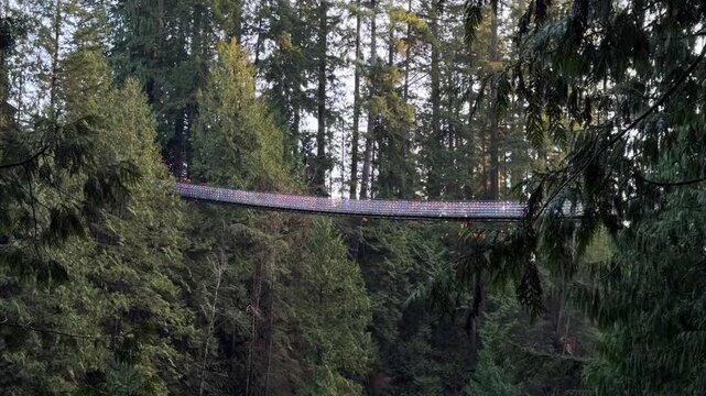 The Capilano Suspension Bridge covered in colorful Christmas lights across a canyon in Vancouver, glowing bridge surrounded by tall evergreen forest trees.