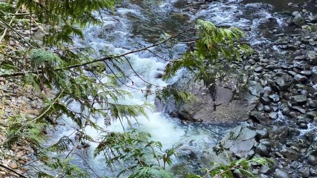 Capilano River flowing through a forested canyon in Vancouver, aerial view of the rocky riverbed and clear water surrounded by tall evergreen trees.