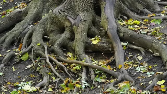 Zoom out of an ancient tree stump lies bare in autumn ground. Twisted roots spread wide through fallen leaves. Earth around is dark, rich, and softly worn. Season's change whispers through dry, golden