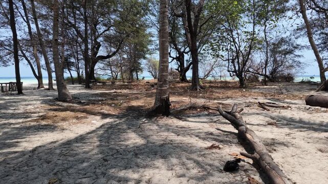 Sunlit tropical beach forest with tall trees and scattered fallen branches on sandy ground, serene coastal landscape, peaceful island paradise environment, summer vacation getaway background