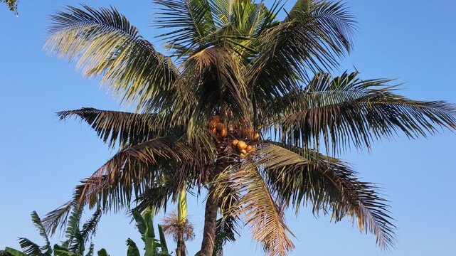 Tall coconut palm tree with ripening orange fruits against a clear blue sky in Ubud Bali, tropical paradise landscape, exotic nature and summer vacation vibes
