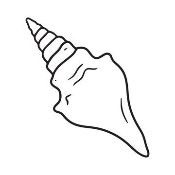 Line drawing of a conch shell on a white background