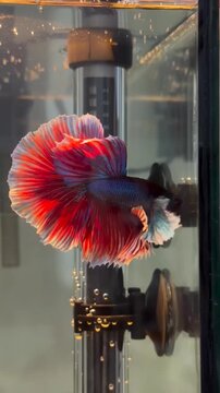 Vibrant Red and Blue Siamese Fighting Fish Betta Splendens Swimming in Home Aquarium