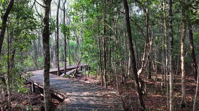 Wooden boardwalk path through dense mangrove forest in tropical swamp, natural ecosystem, outdoor travel, exploration, serene wilderness, scenic trekking trail, foliage, vegetation, dappled sunlight