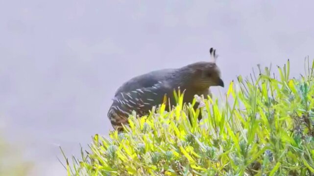 California quail bird perched on a green bush in a natural outdoor