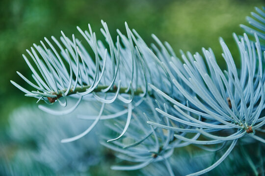 silvery-blue needles of a white fir (Abies concolor)