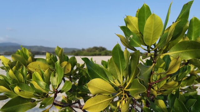 slow motion. Close up of vibrant green mangrove leaves swaying in gentle breeze, tropical coastal scenery of Karimunjawa islands, tranquil nature background, sunlight filtering through lush foliage