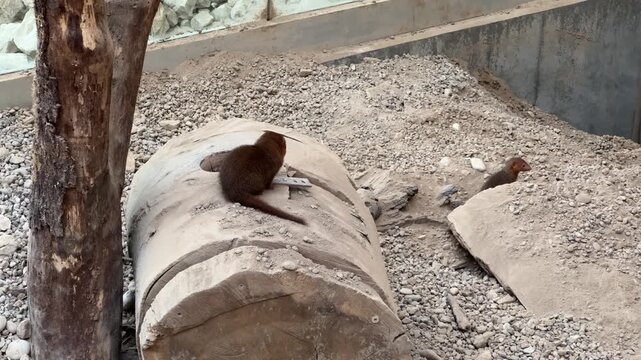 Observing mongoose sitting on wooden log in zoo enclosure wildlife