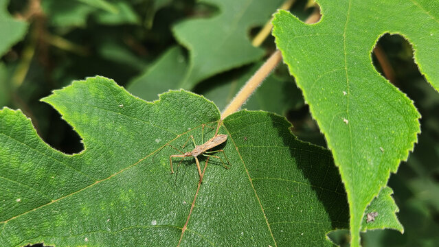 A predatory assassin bug from the Reduviidae family resting on a green paper mulberry leaf, resembling species of the genera Zelus or Nagusta.