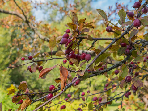 Red crabapple fruits clustered on branching tree with mottled autumn leaves and blue sky visible through the foliage in a colorful orchard closeup