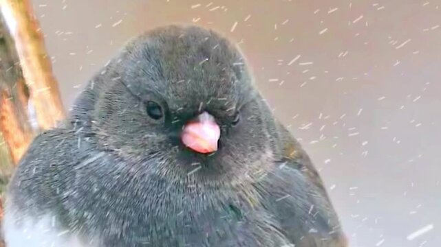 Dark-eyed junco bird perched on a branch during a winter snowstorm