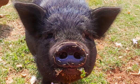 View of a black potbelly pig with food in its mouth looking directly at the camera in a grassy field in Hartbeespoort, North West, South Africa.