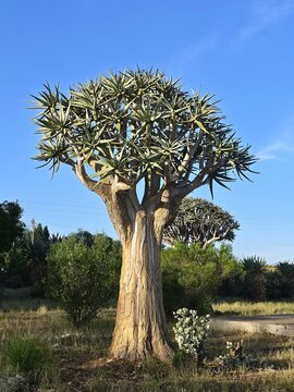 View of a majestic Quiver Tree with its sculptural branches and distinct bark standing in the arid landscape of the Karoo in Oudtshoorn, Western Cape, South Africa.