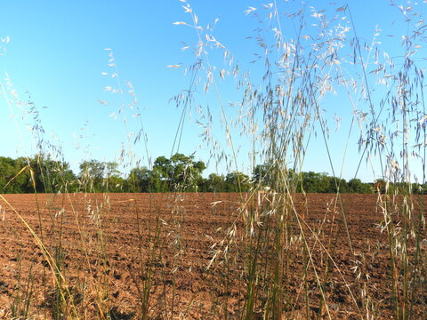 wild grasses
Do these wild grasses hide the plowed field behind them? Or do they hope to give it a more poetic and creative look?
