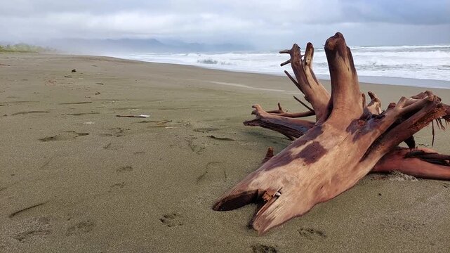 Weathered piece of driftwood with branching root like structure resting on a gray sandy shore