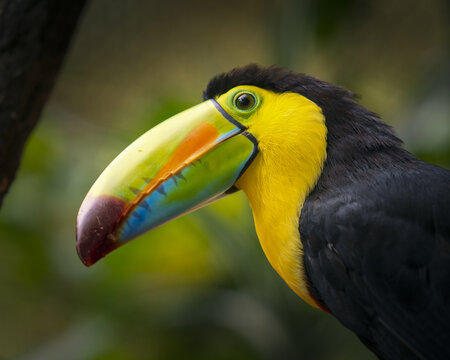 View of a keel-billed toucan with its vibrant multicolored beak and bright yellow chest feathers perched in a lush tropical forest in Costa Rica.