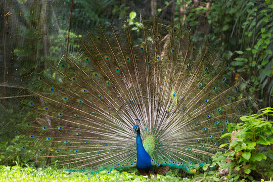 A male Indian peafowl (Pavo cristatus), also known as the blue peafowl, with its tail feathers spread wide