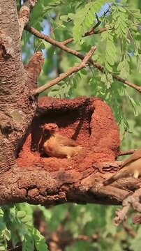 Rufous hornero bird resting inside a mud nest on a tree branch