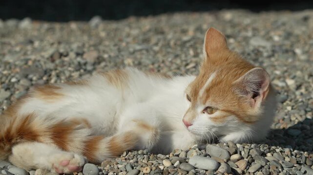 Kitten resting pebbles. A cute orange and white tabby kitten sleeps peacefully on a sunlit gravel ground outdoors.