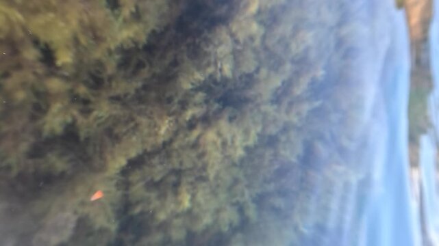 Seaweed algae water ripples over thick marine vegetation in a clear coastal sea providing a serene natural backdrop for travel videos