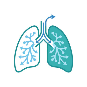 Human respiratory system lungs illustration with breathing process arrows