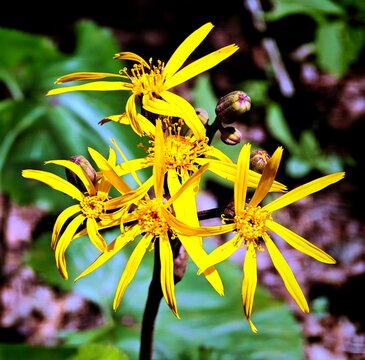 Jagged-leaved ligularia of the Aster family