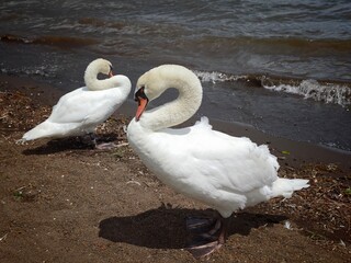 swans on the lakeshore © Mikhael