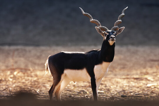 View of a majestic black buck with spiraling horns standing in the arid landscape of the Cholistan Desert, Bhawalpur, Punjab, Pakistan.