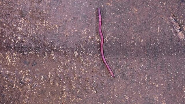 Close-up shot of a single earthworm moving across a damp asphalt and concrete surface, commonly seen after heavy rainfall, highlighting nature, soil health, and wildlife in urban or suburban environme