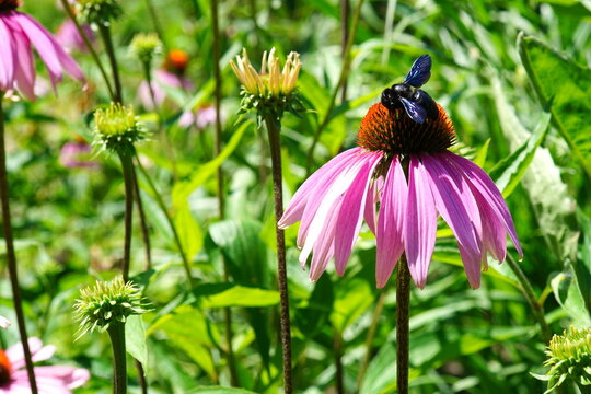 Closeup of violet carpenter bee (Xylocopa violacea) on echinacea flower in Cismigiu park in Bucharest