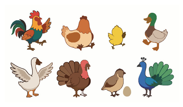 Cute Farm Bird Vector Set with Rooster Hen Chick Duck Goose Turkey Quail and Peacock