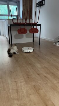 Robot vacuum approaches calm ragdoll cat who tucks front paw away and keeps lying