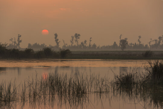 View of a serene sunset over a calm lake with reeds in the foreground and silhouetted trees in the background in Multan, Punjab, Pakistan.