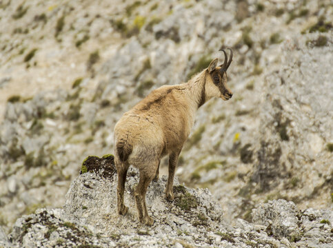 View of a chamois standing on a rocky mountain slope in Frontignano, Marche, Italy.